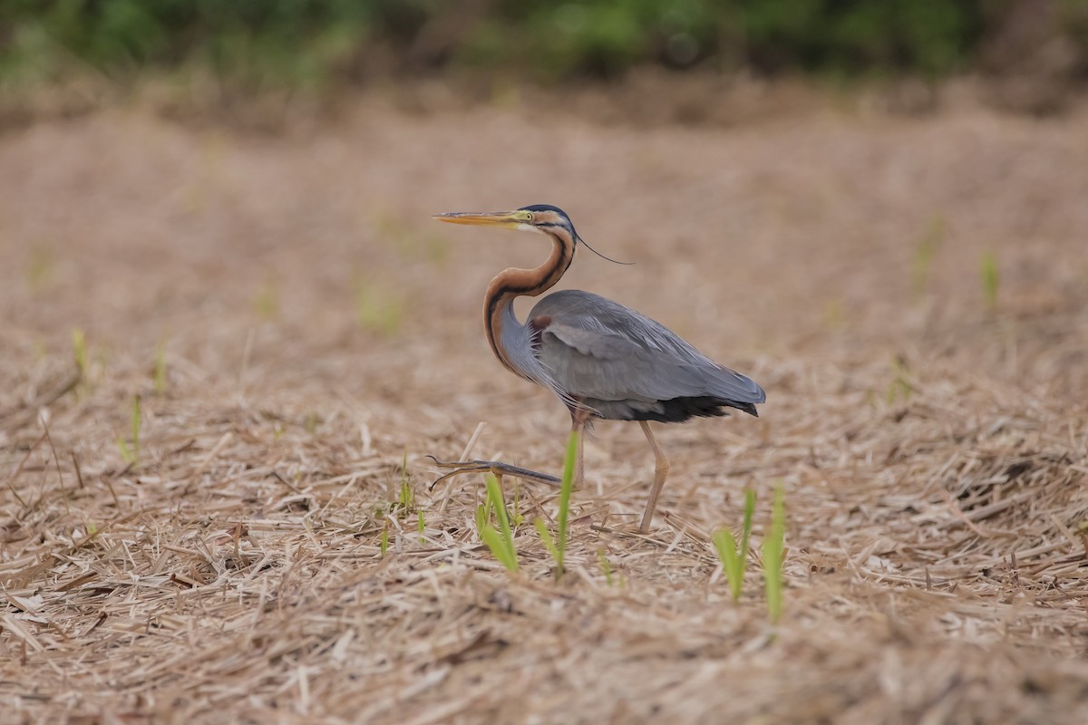 Purple Heron (Purple) - ML418884701