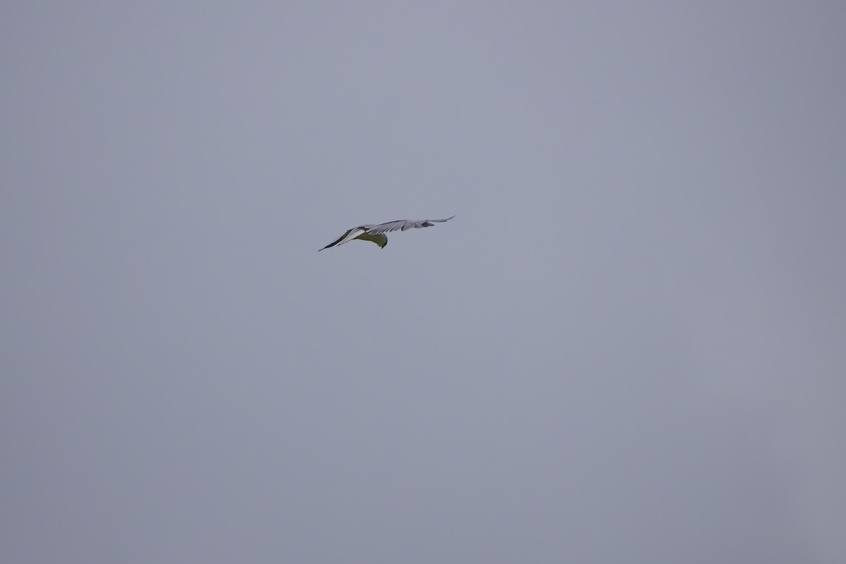 Black-winged Kite - ML418885441