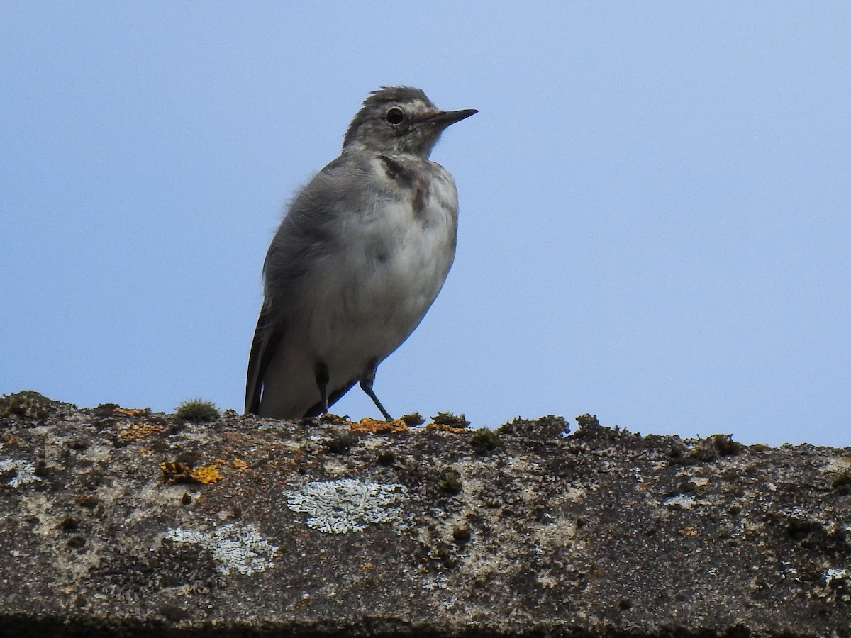 White Wagtail - Lucie Dobiášová