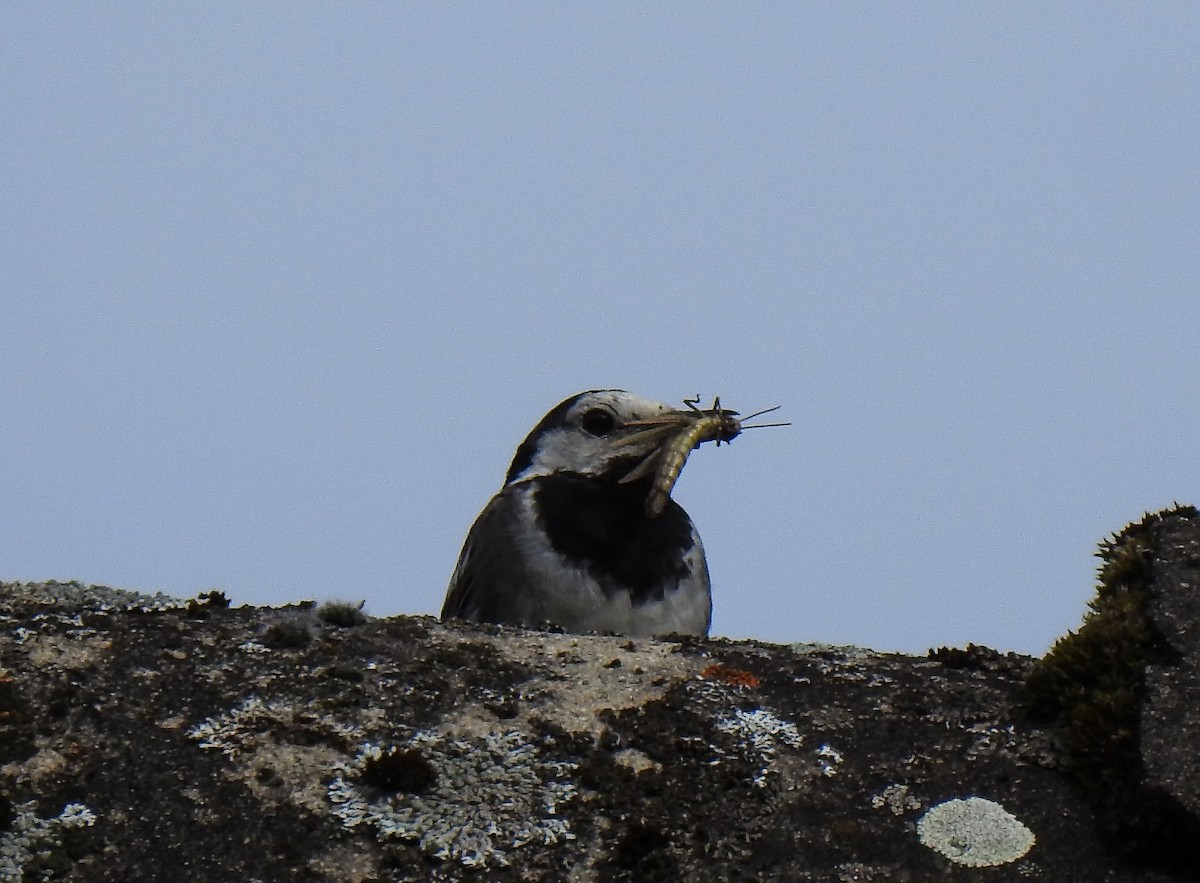 White Wagtail - Lucie Dobiášová