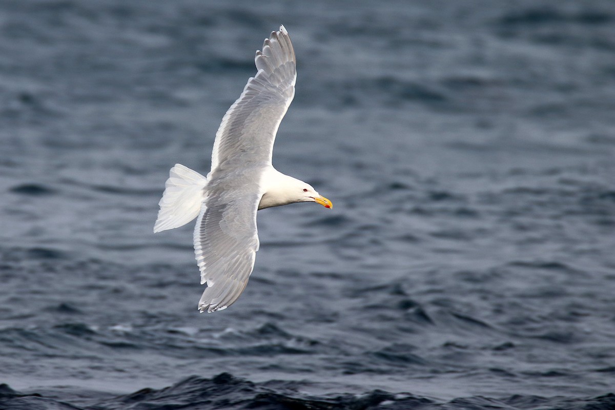 Glaucous-winged Gull - ML418887341