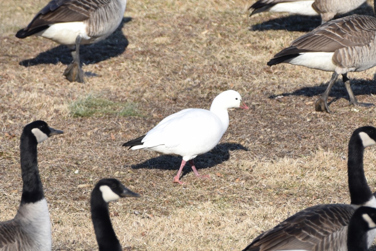 Ross's Goose - ML418890041