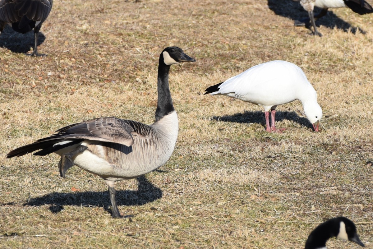 Ross's Goose - ML418890051