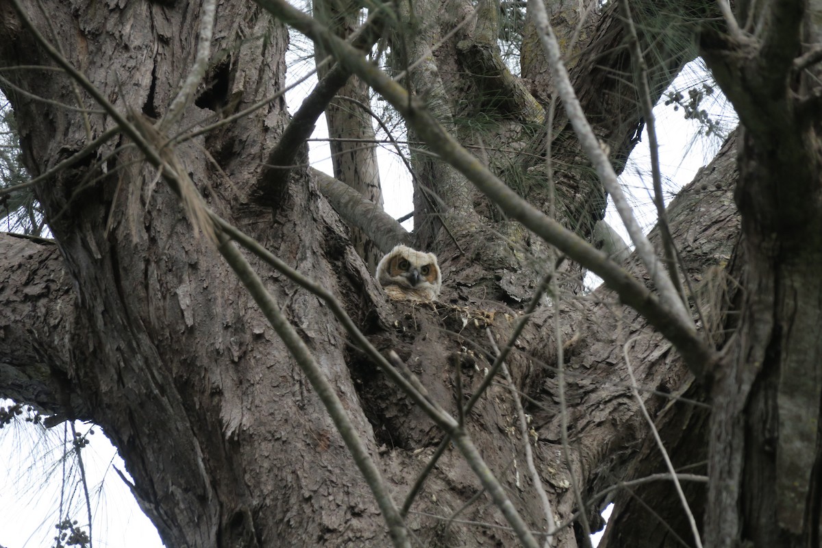Great Horned Owl - Baceliza Monroe