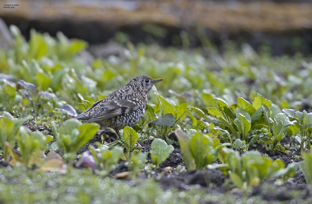 Scaly Thrush - Swapnil Thatte