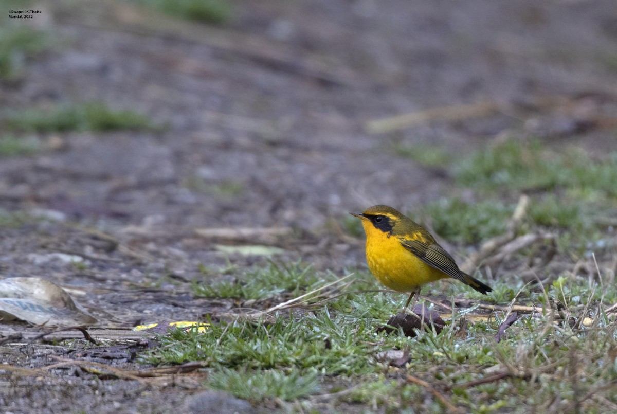 Golden Bush-Robin - ML418891501