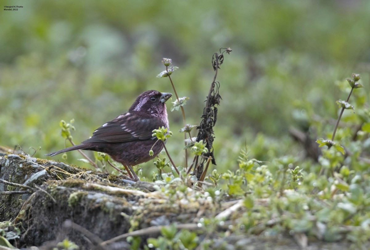 Spot-winged Rosefinch - Swapnil Thatte