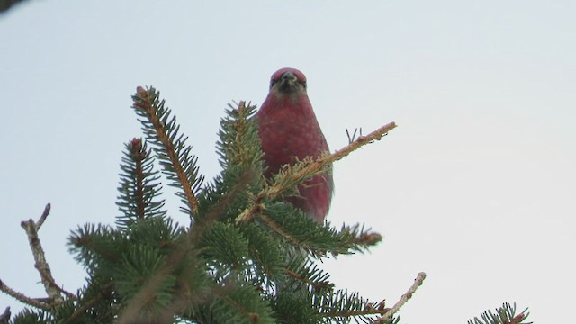 Pine Grosbeak - ML418891701