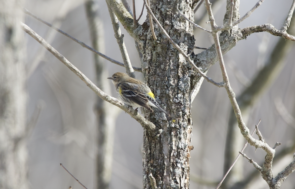Yellow-rumped Warbler - ML418891941