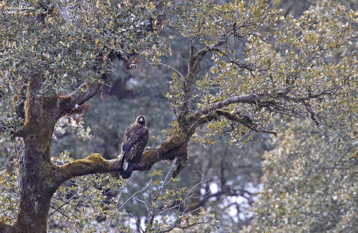 Águila Real - ML418895131