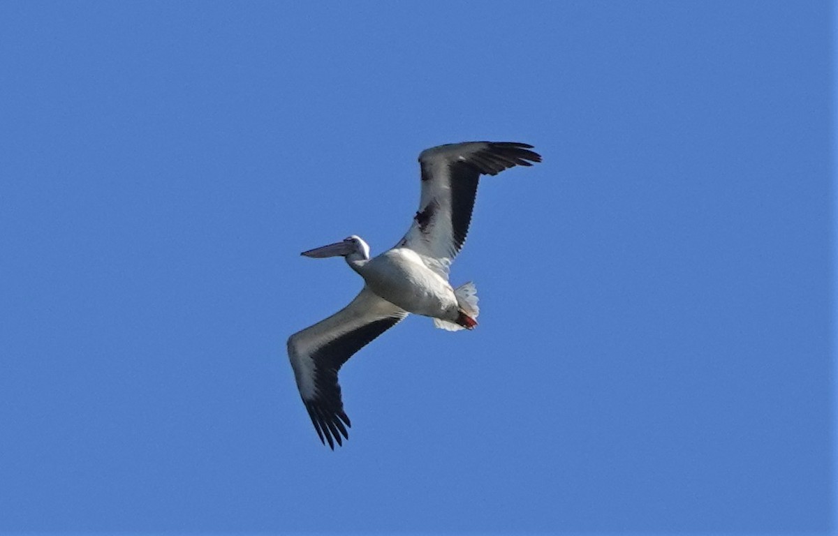 American White Pelican - ML418895161