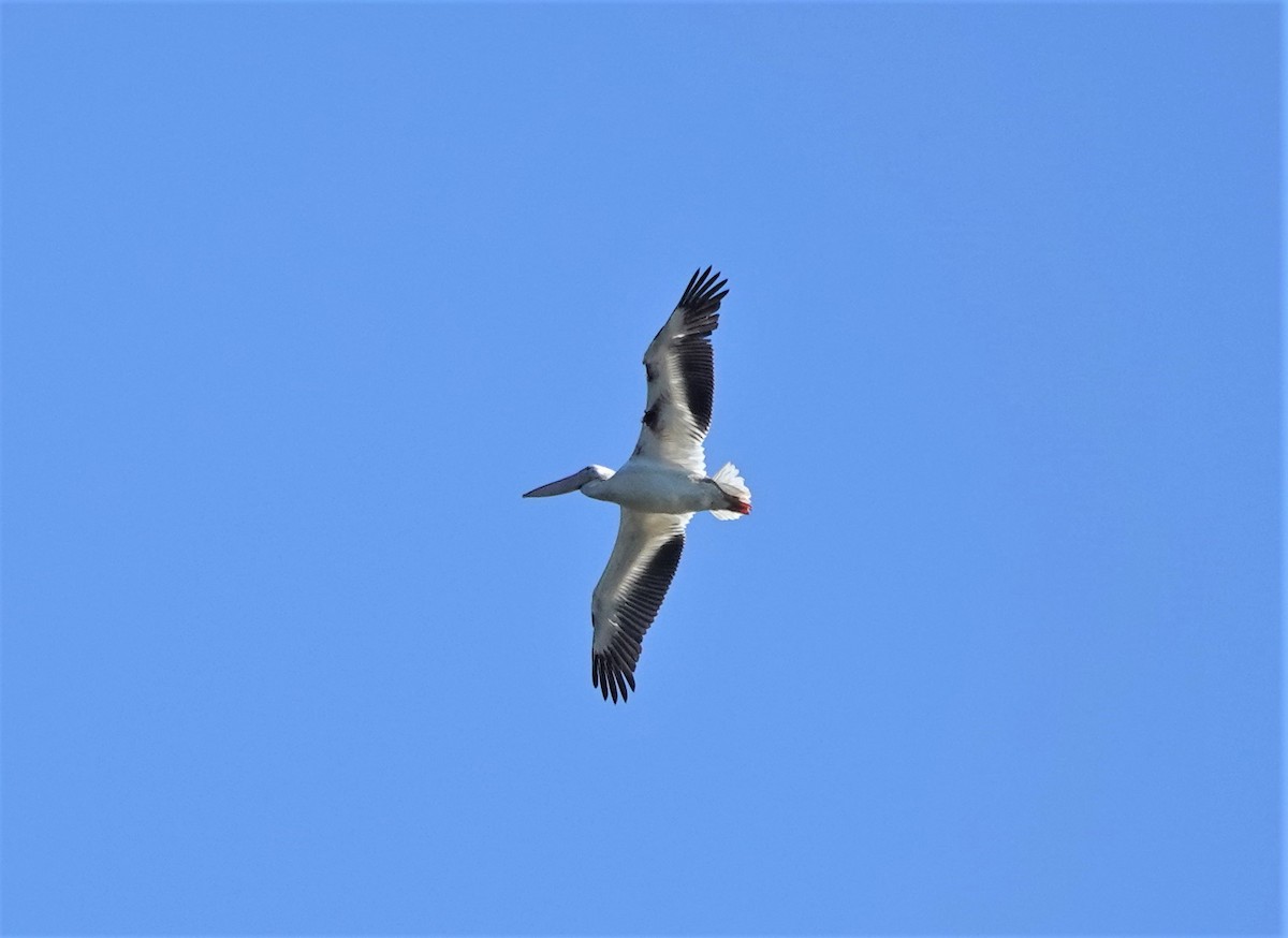 pelikán severoamerický - ML418895191