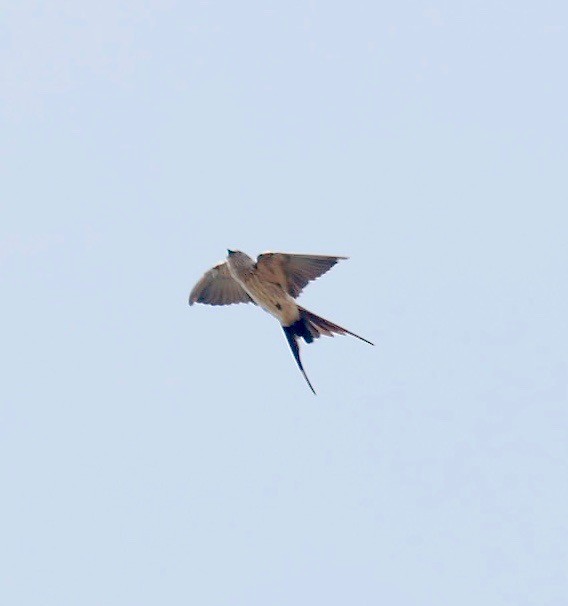 Eastern Red-rumped Swallow (Daurian) - ML418896991