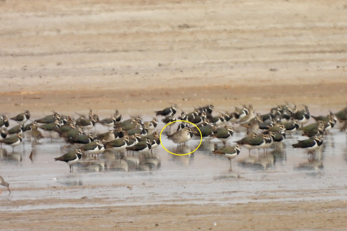 European Golden-Plover - Shahrzad Fattahi