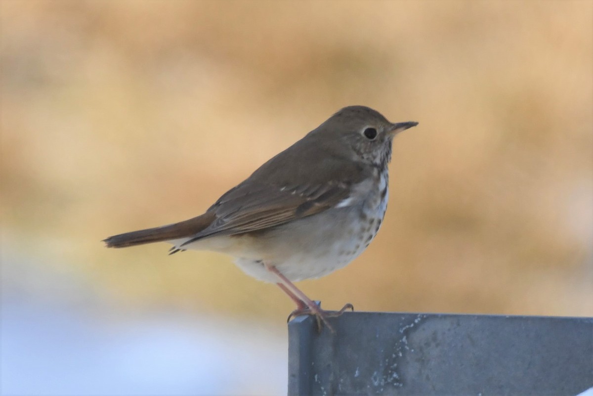 Hermit Thrush - ML418897471