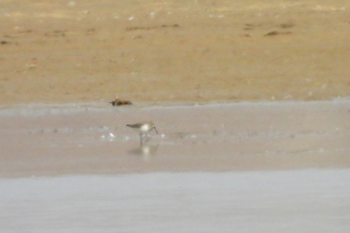 Dunlin - ML418897621