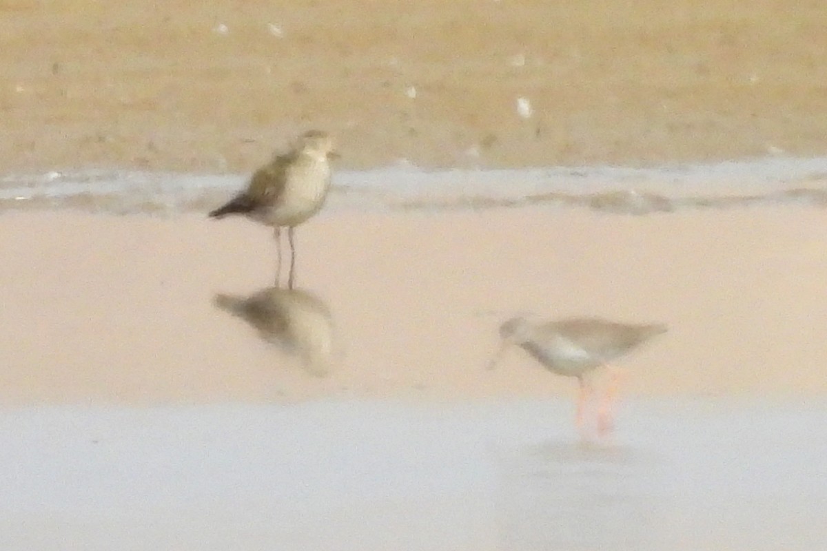 Common Redshank - ML418897651