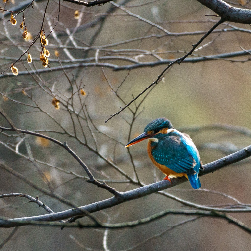 Common Kingfisher - ML418897951