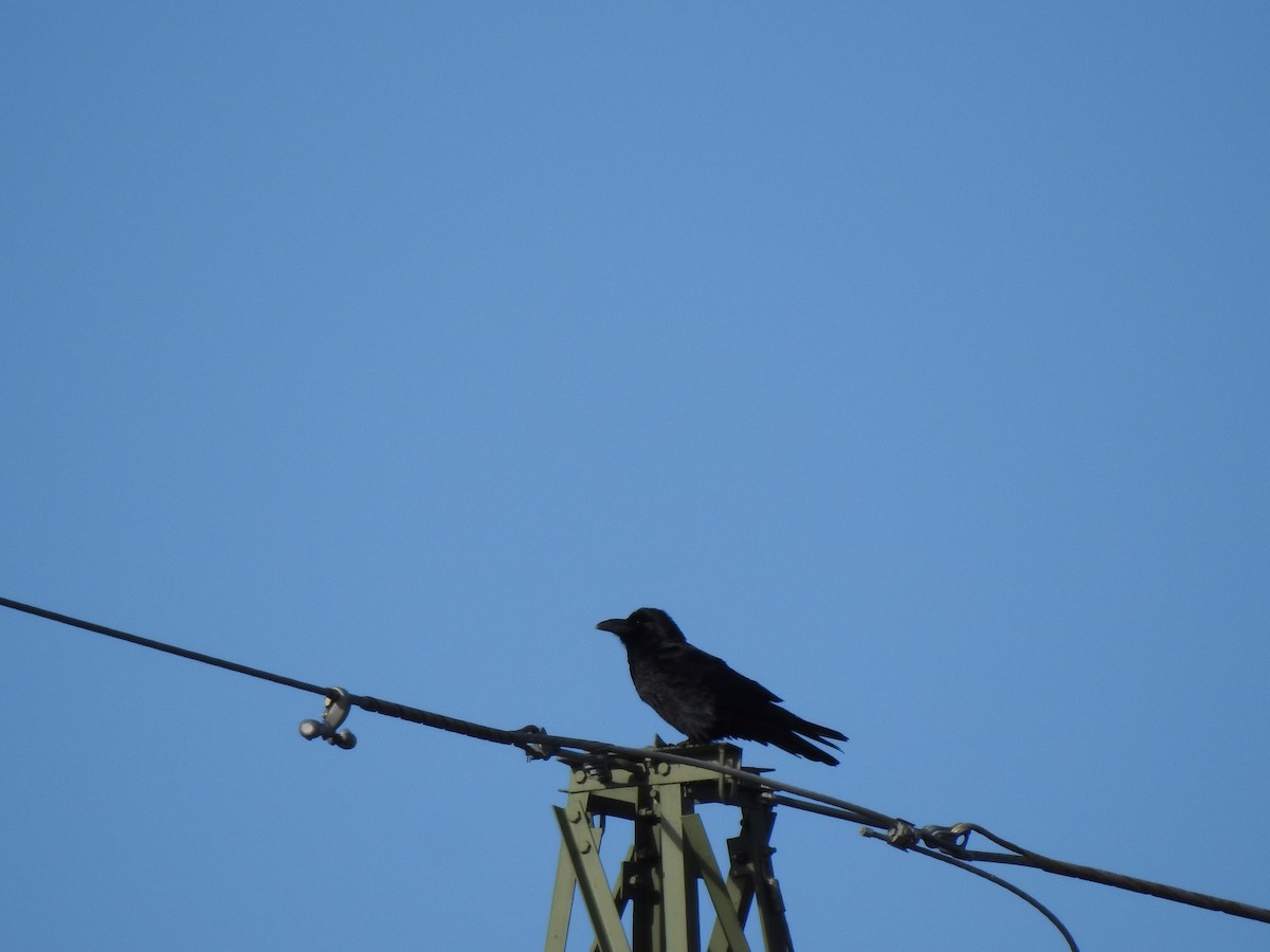 Common Raven - ML418899041