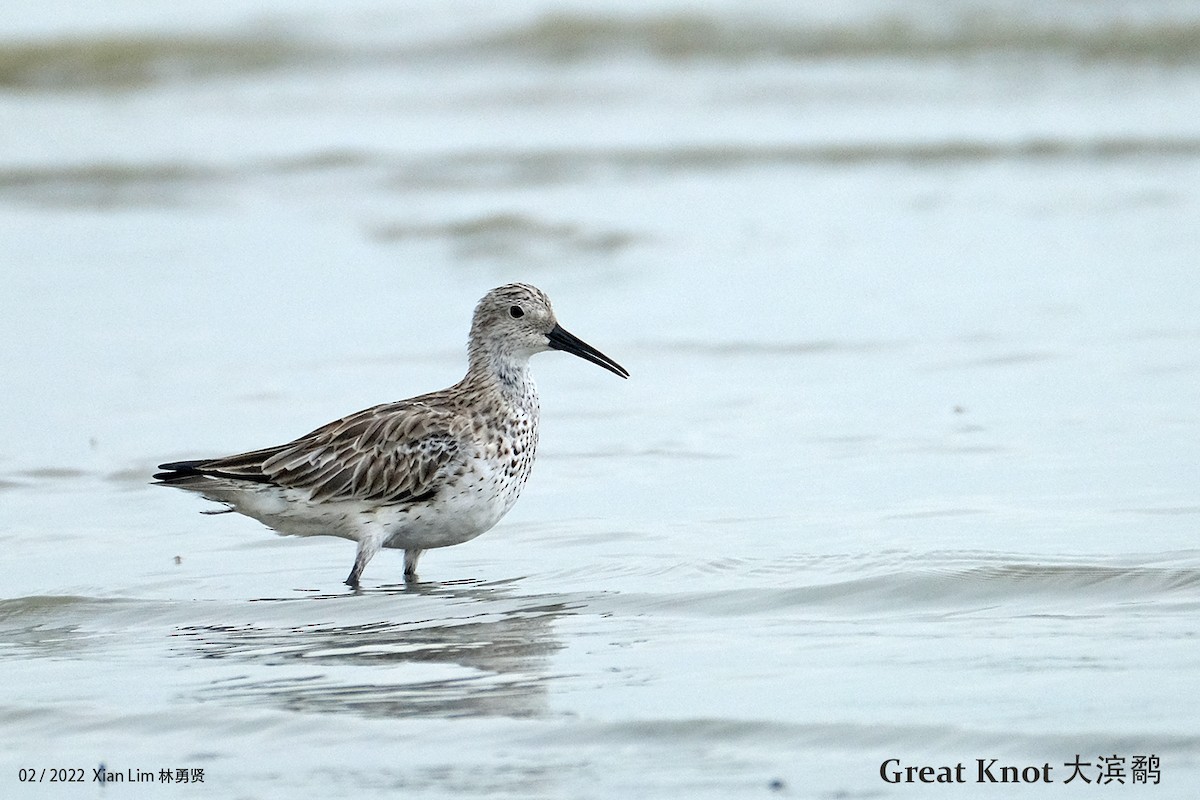 Great Knot - ML418901061