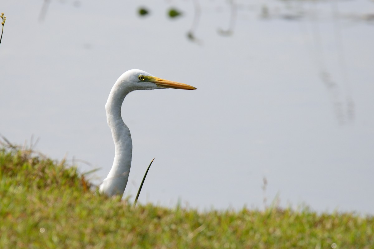 Great Egret - Snehasis Sinha