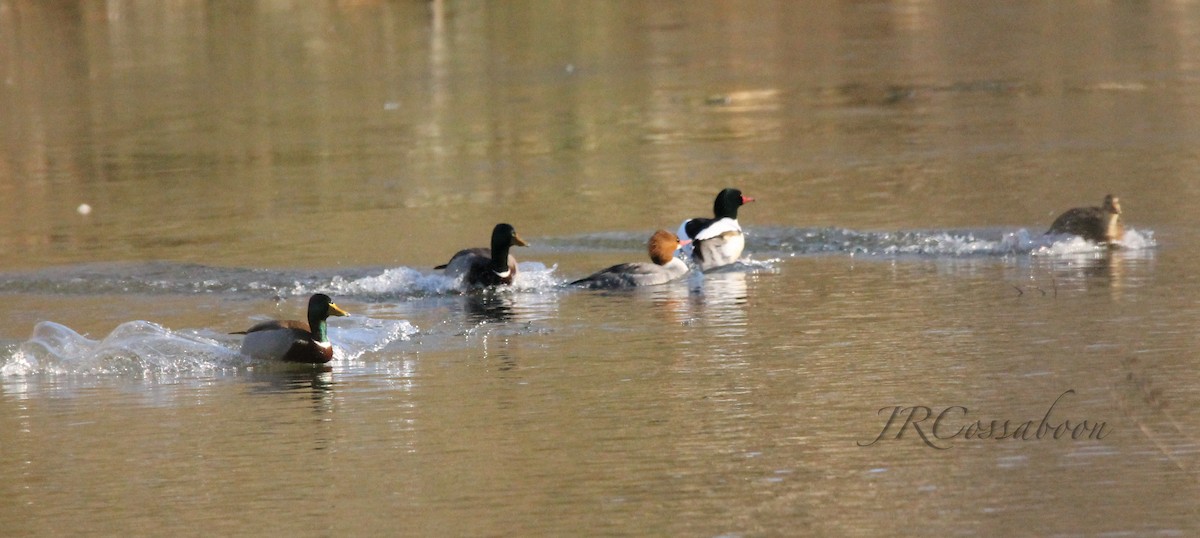 Common Merganser - ML418901621