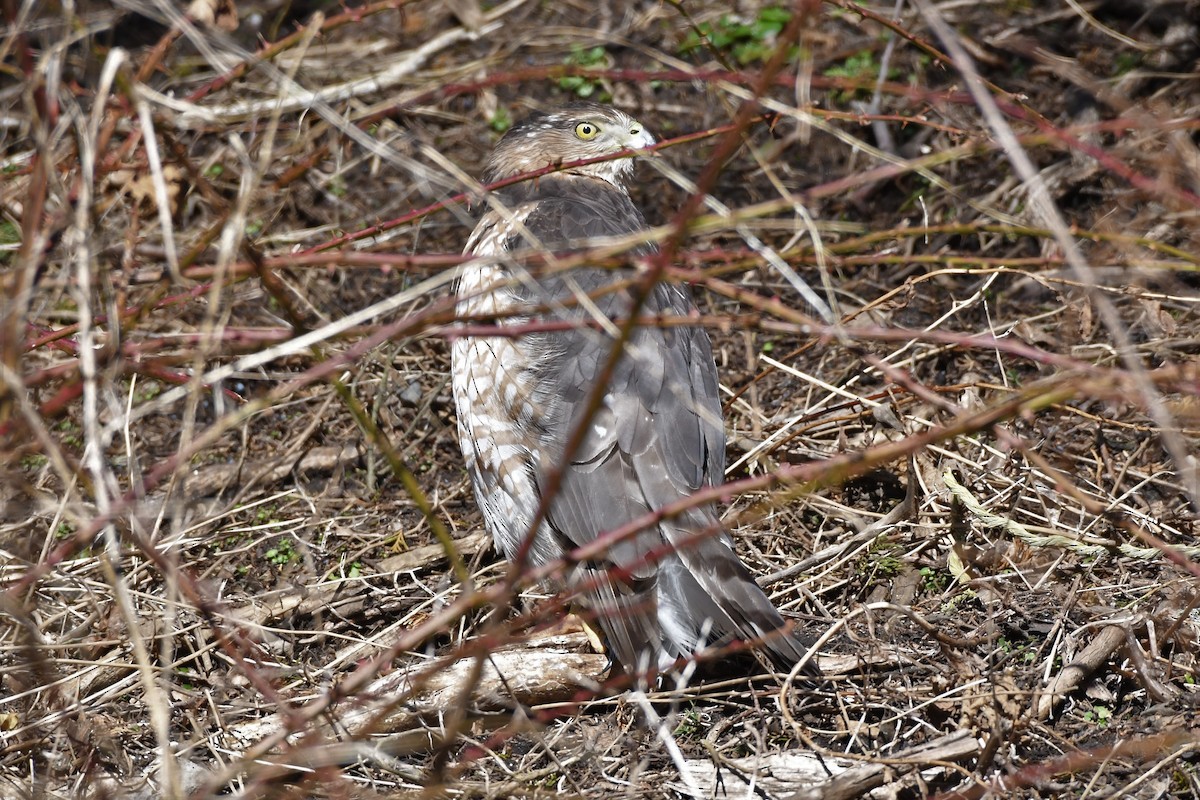 Cooper's Hawk - ML418902001