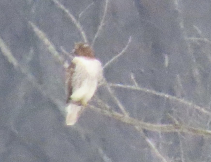 Red-tailed Hawk - William Bingham