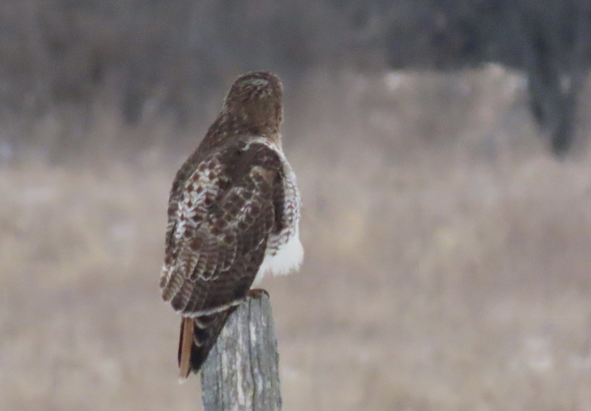 Red-tailed Hawk - William Bingham