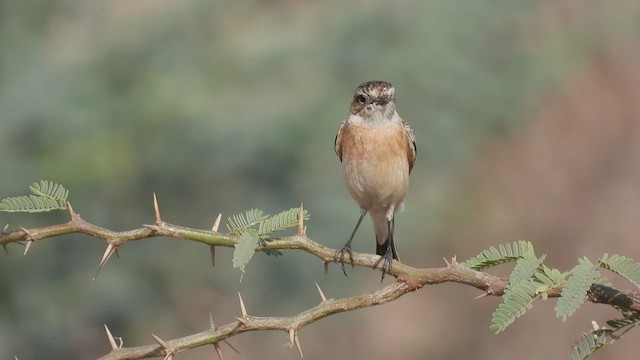 Siberian Stonechat - ML418903701