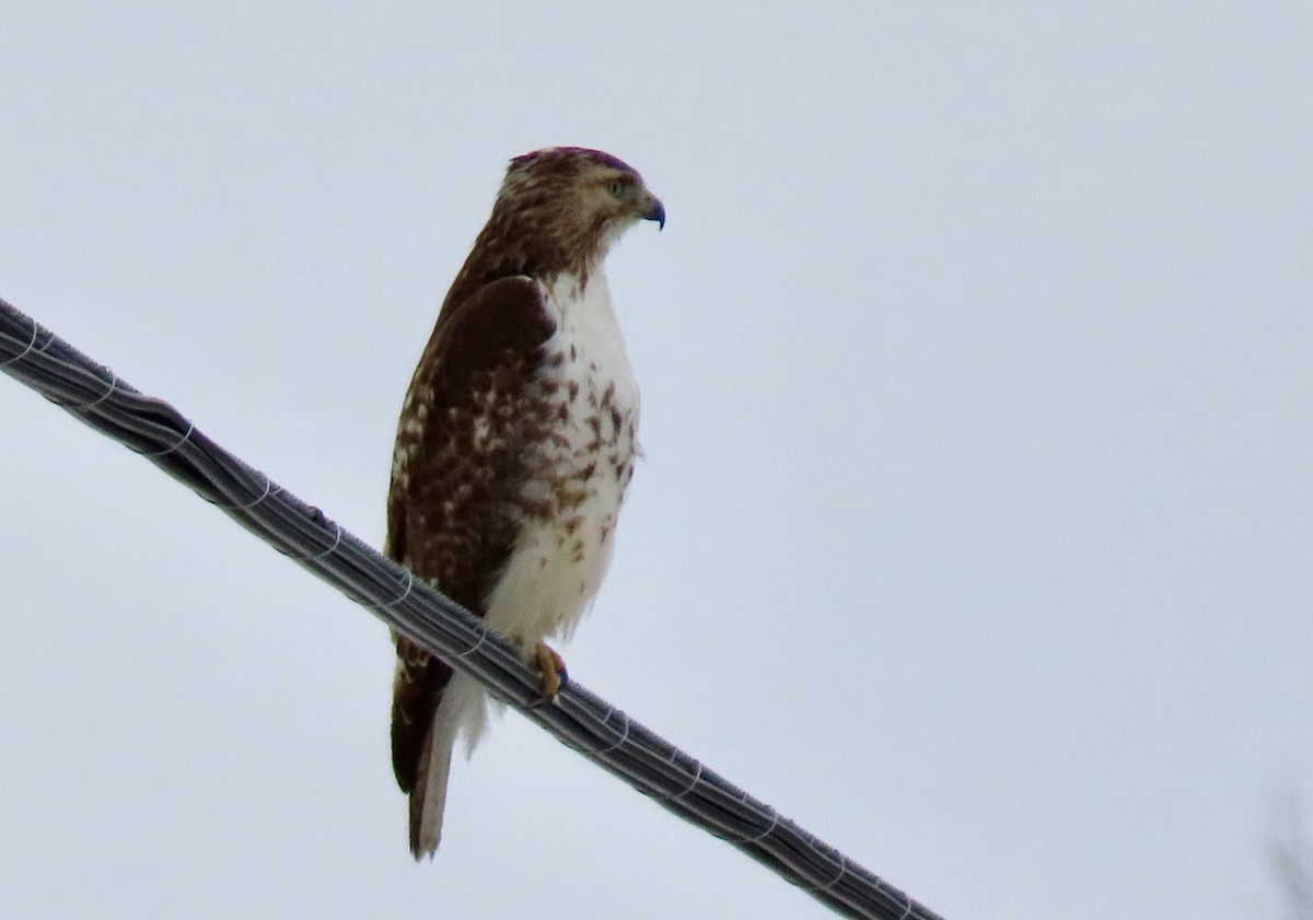 Red-tailed Hawk - William Bingham