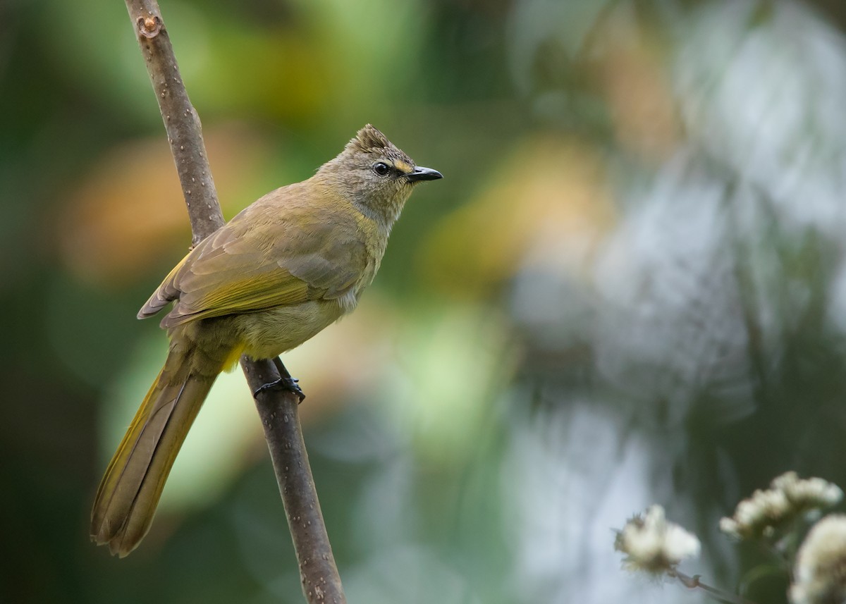 Flavescent Bulbul - Ayuwat Jearwattanakanok