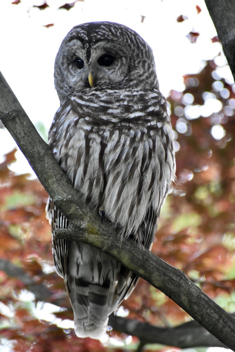 Barred Owl - ML418905331