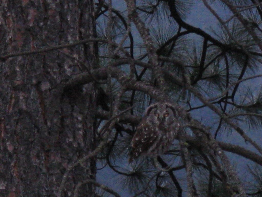 Boreal Owl - Anonymous Lillooet Birds