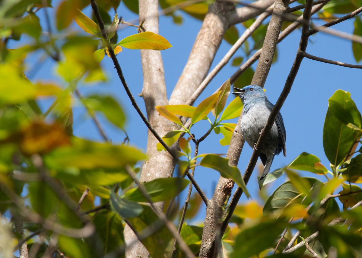 Pale Blue Flycatcher (Unicolored) - ML418906061