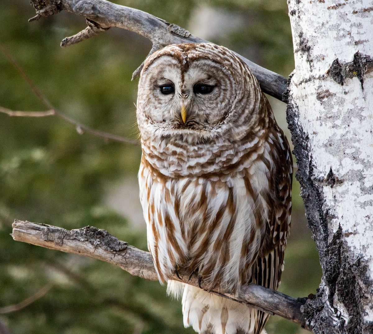 Barred Owl - ML418907061