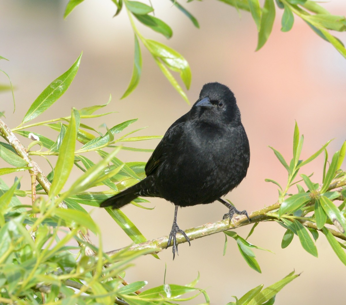 Yellow-winged Blackbird - Neil Wingert