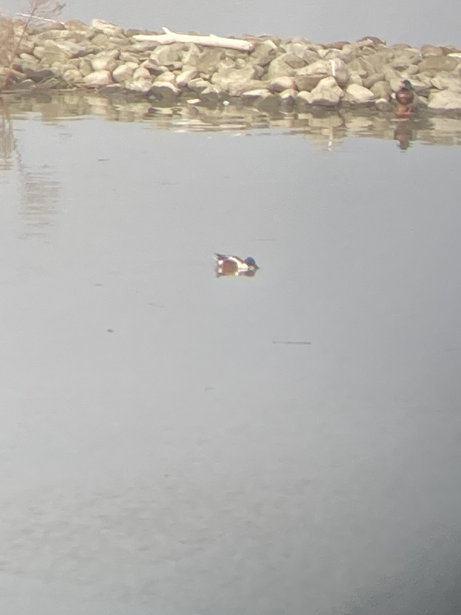 Northern Shoveler - ML418912221