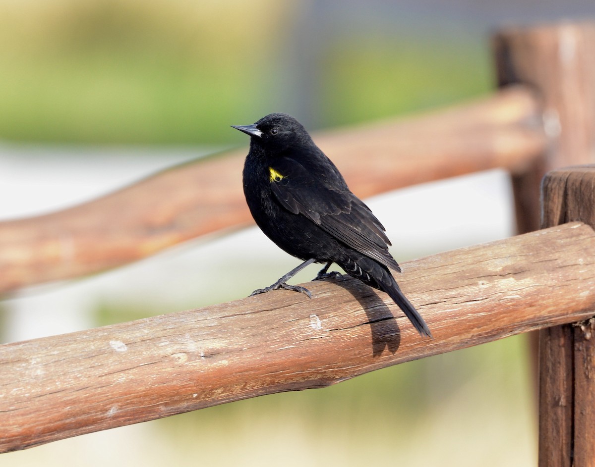 Yellow-winged Blackbird - Neil Wingert