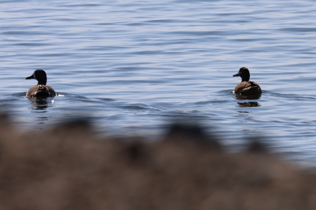 Blue-winged Teal - ML418914911