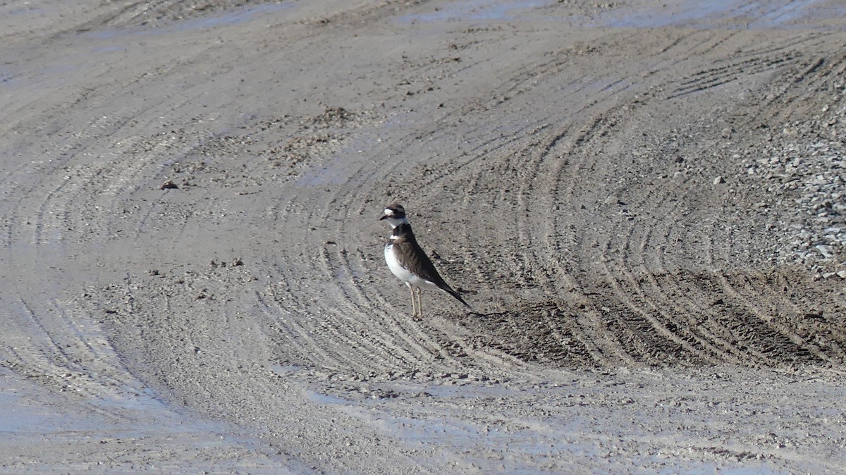 Killdeer - ML418916151