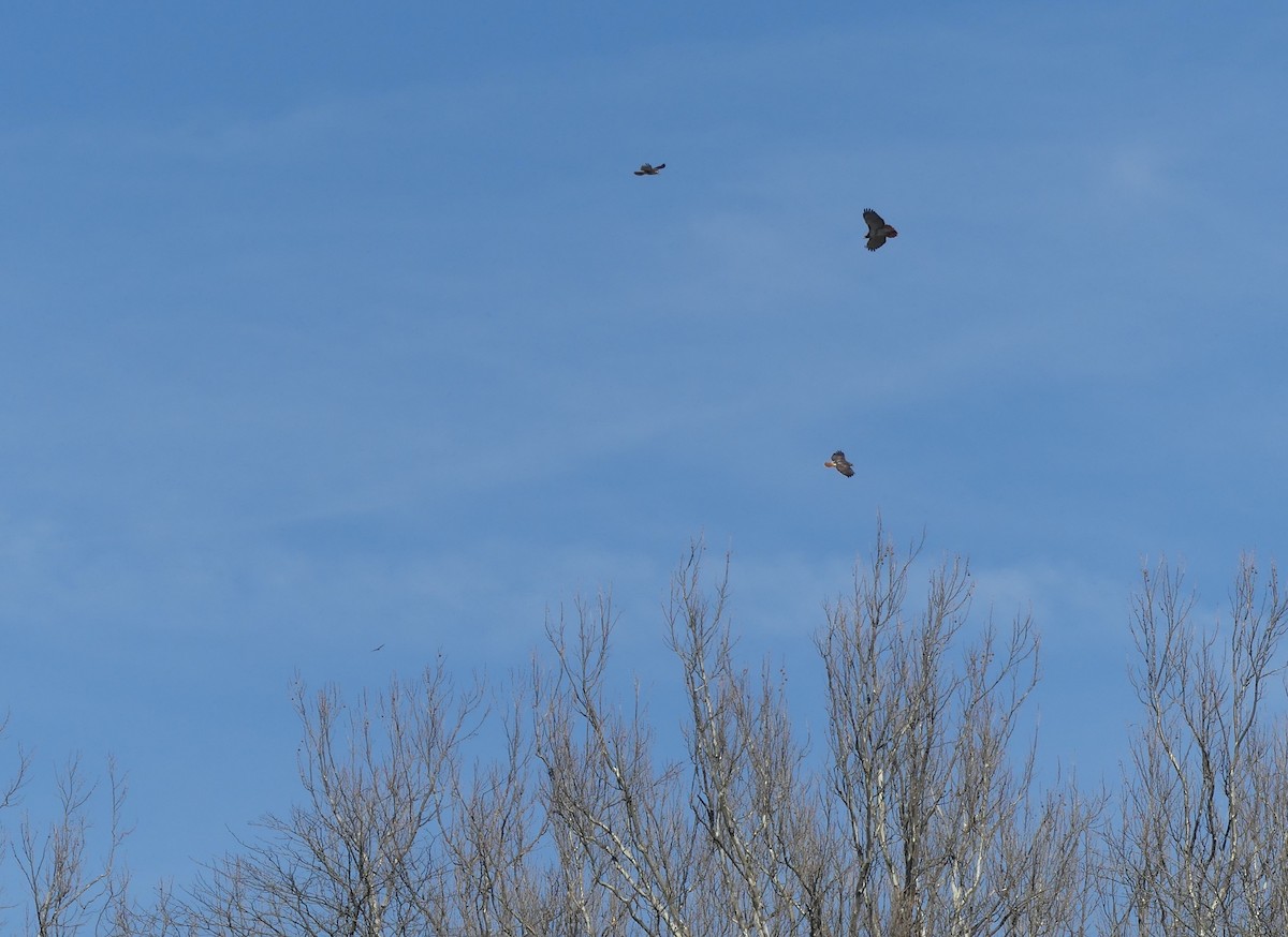 Red-tailed Hawk - ML418916271