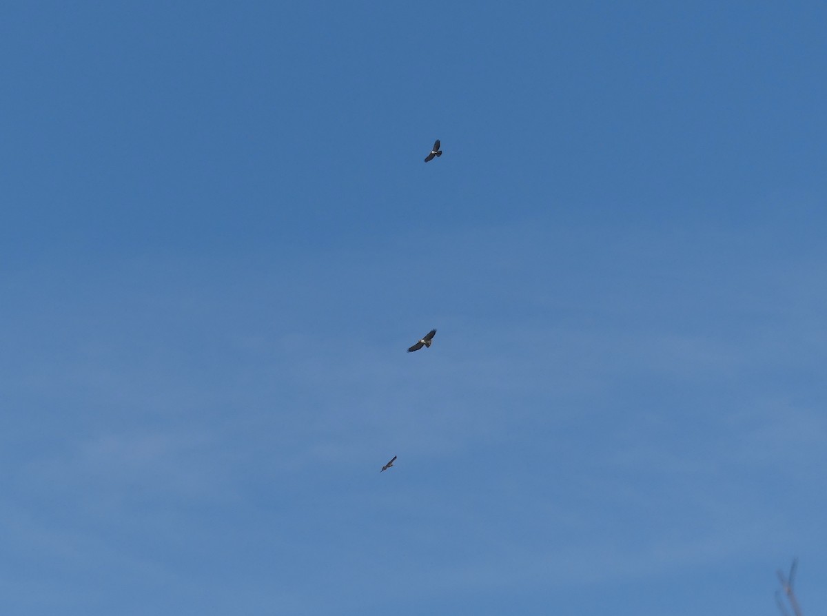 Red-tailed Hawk - ML418916441