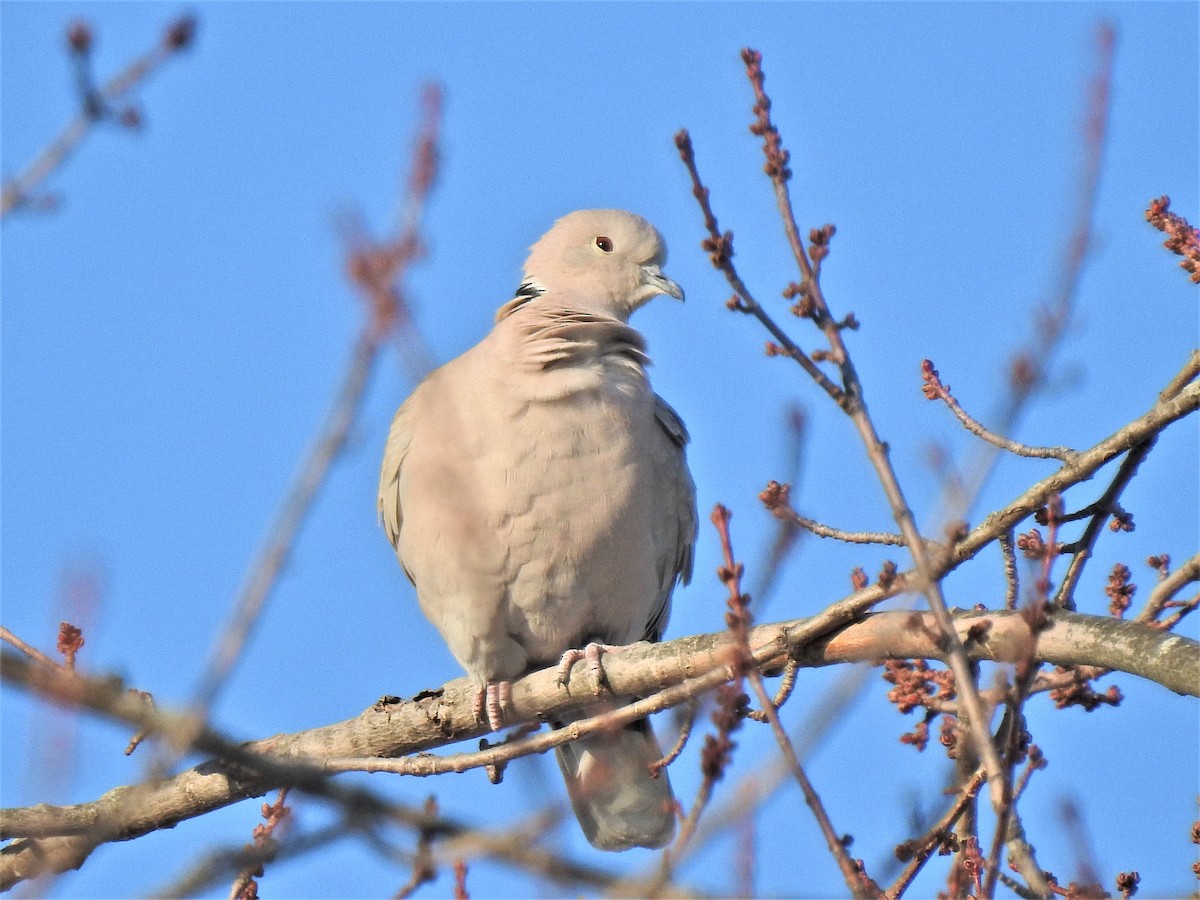 Eurasian Collared-Dove - Susan Brauning