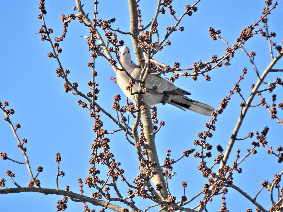 Eurasian Collared-Dove - Susan Brauning