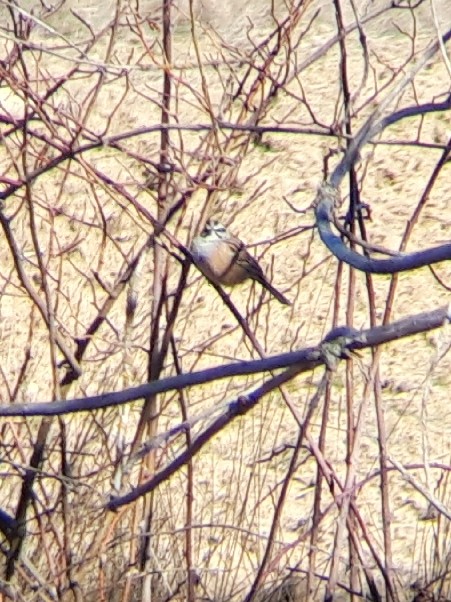 Bruant fou - ML418917061