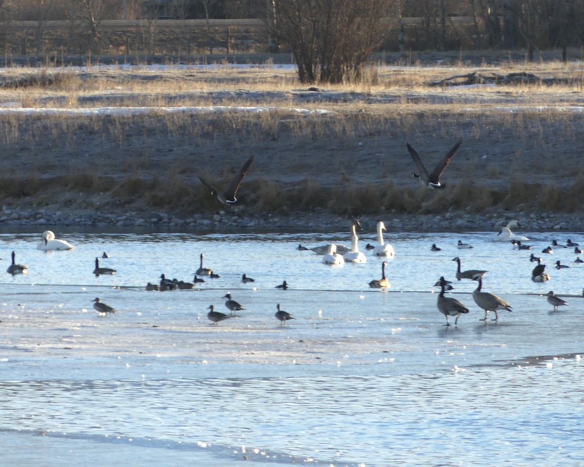 Canada Goose - ML418919741