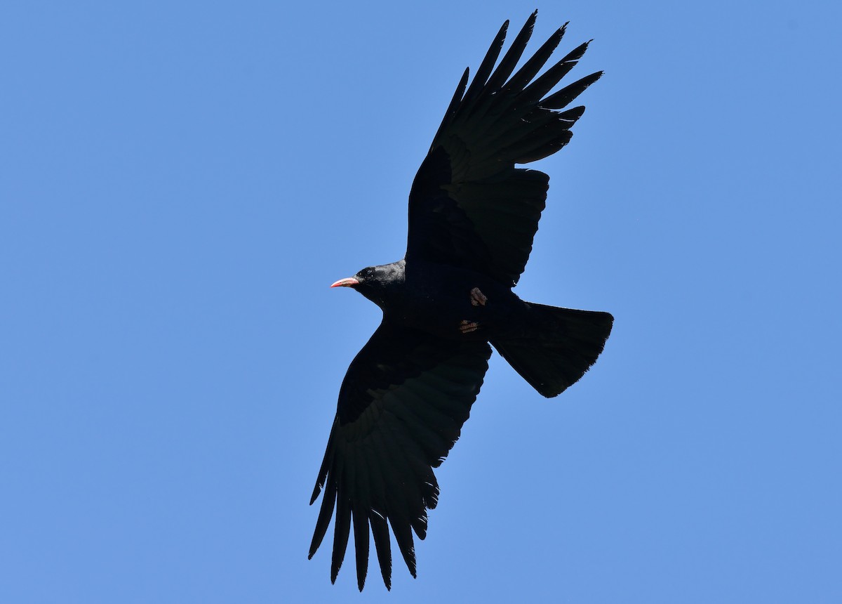 Red-billed Chough - Pavel Štěpánek