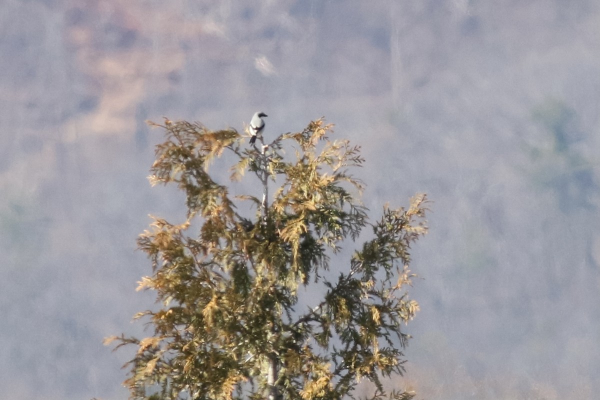 Loggerhead Shrike - ML418921591