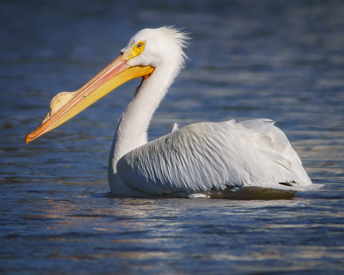 American White Pelican - Carey Sherrill